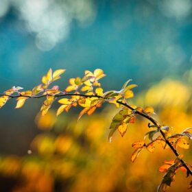 クリーニング歳時記　10月（神無月）