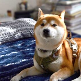 【お布団の困った!!を解決】猫や犬がオシッコしちゃったとき