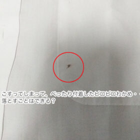 事例004 ピロピロわかめ(洗濯槽のカビ)が服についちゃった。どうやって落とせばいい?