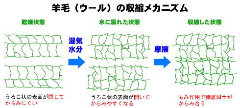 ウールが縮む仕組み