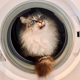 クリーニングとペットの毛問題。猫の毛がついてる衣類はクリーニングできない？