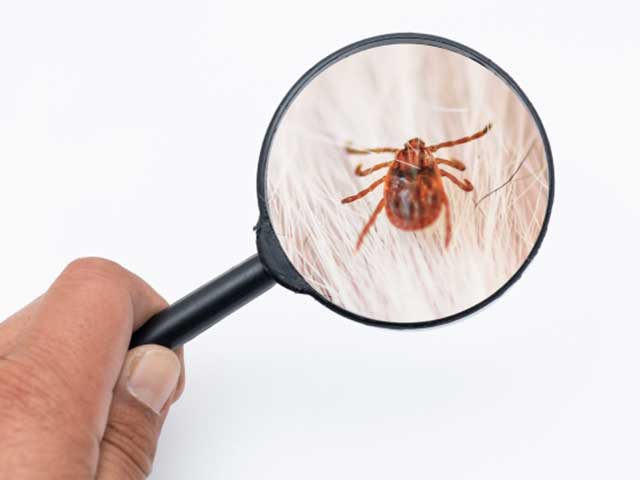 絨毯のダニイメージ