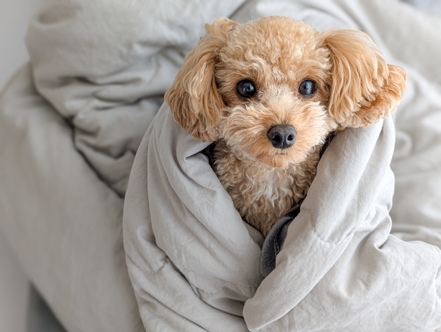 布団にくるまる犬