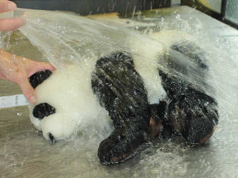 たくさんの水でしっかりすすがれるぬいぐるみ