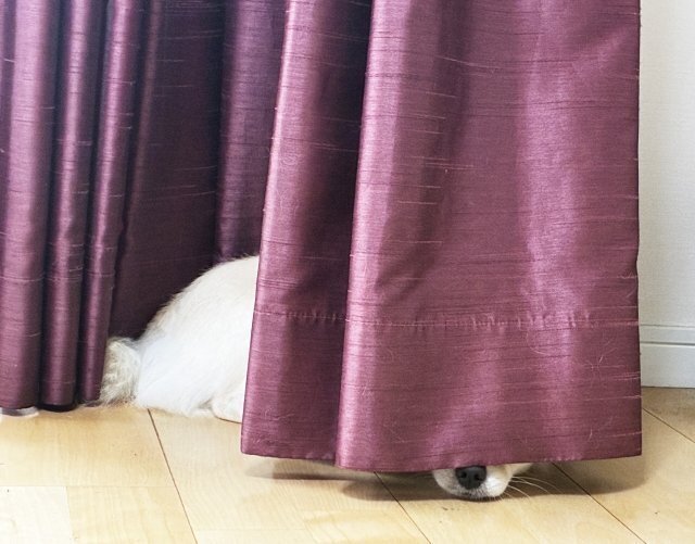 窓辺のカーテンと猫。日常の汚れだけでなく、引っ掛かりや傷みも確認します。