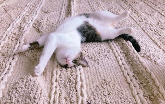 猫が過ごすラグ。床の布製品も日常の掃除と素材に合うケアを。