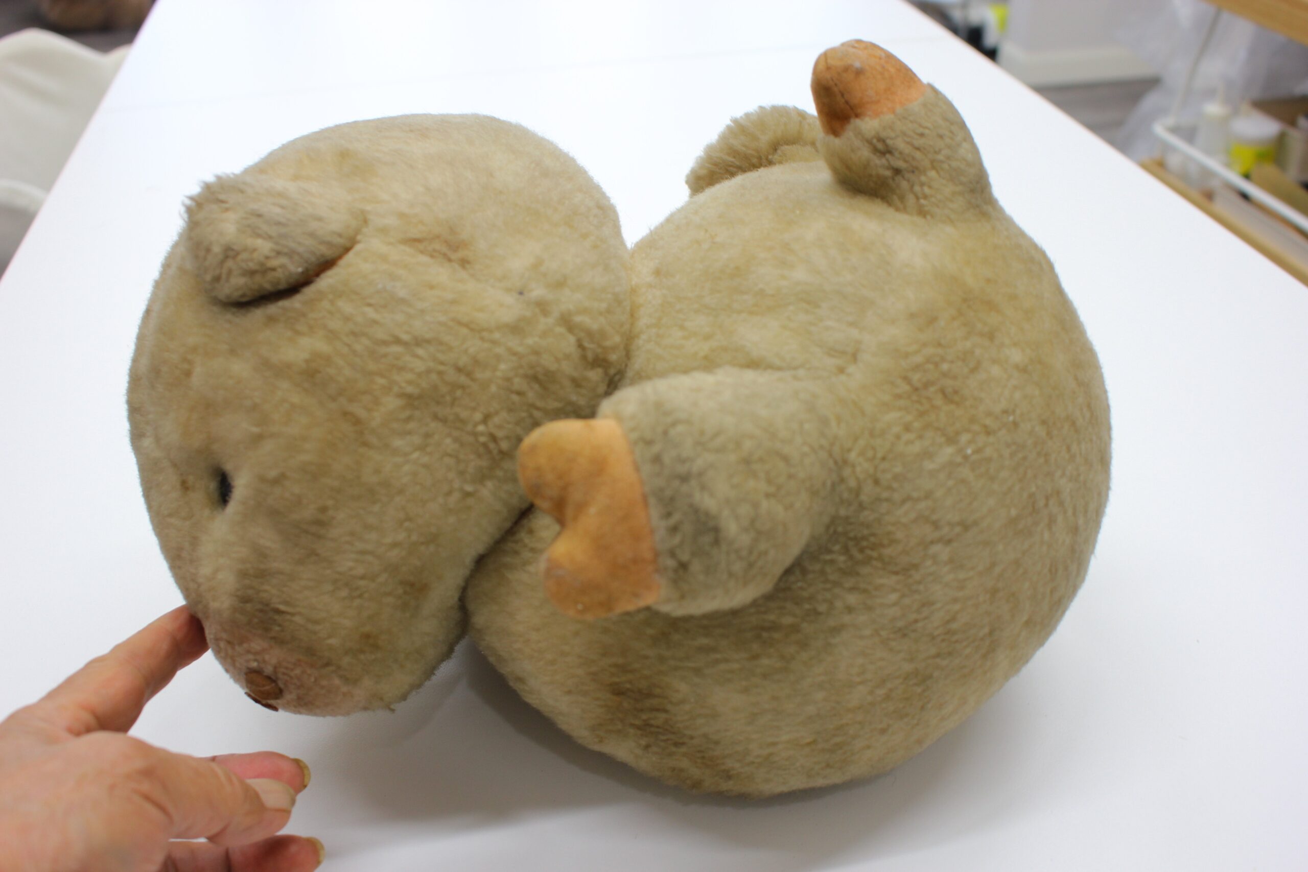 洗浄前に上から見たジミー。顔まわりや背中の様子を確認します。