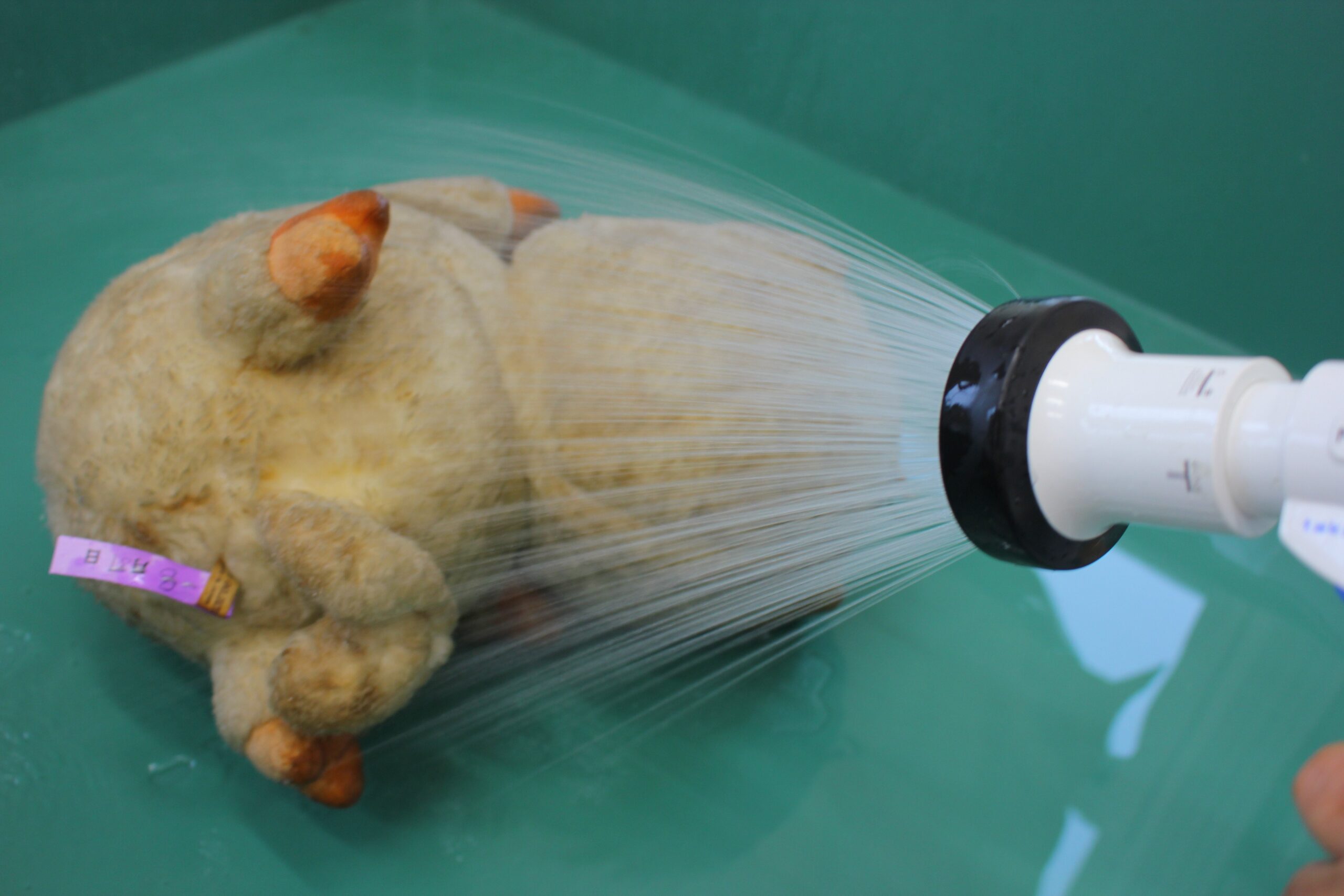 体全体へシャワーで水を行き渡らせている場面。