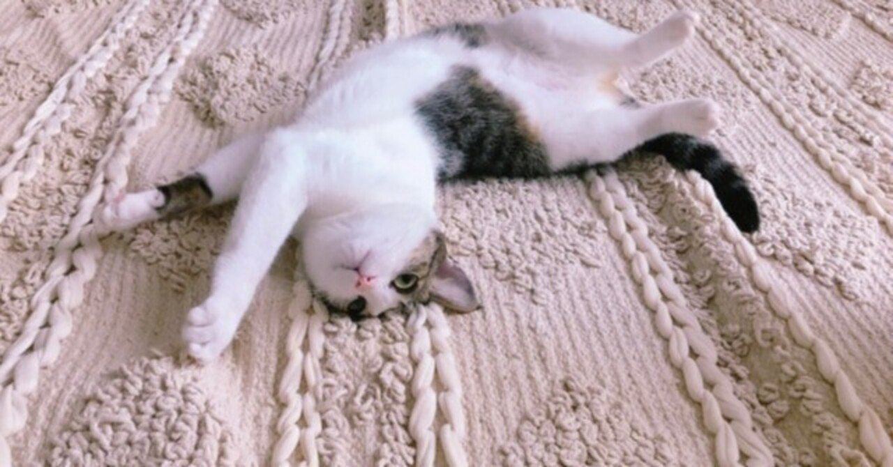 布の上で過ごす猫のイメージ。