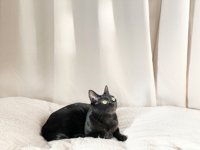 布団の上で過ごす猫のイメージ。
