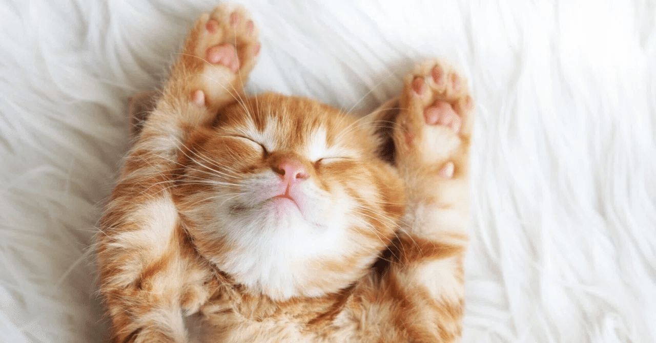 布の上で横になる子猫のイメージ。
