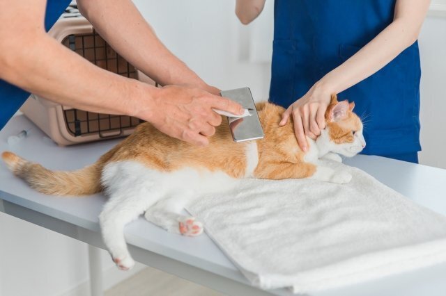 猫をブラッシングしているイメージ。衣類へ付く毛の量にも目を向けます。