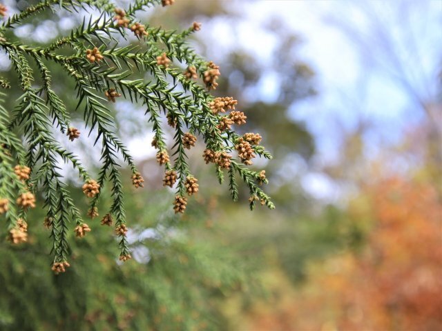 花粉の季節を考える、木の枝の参考写真。