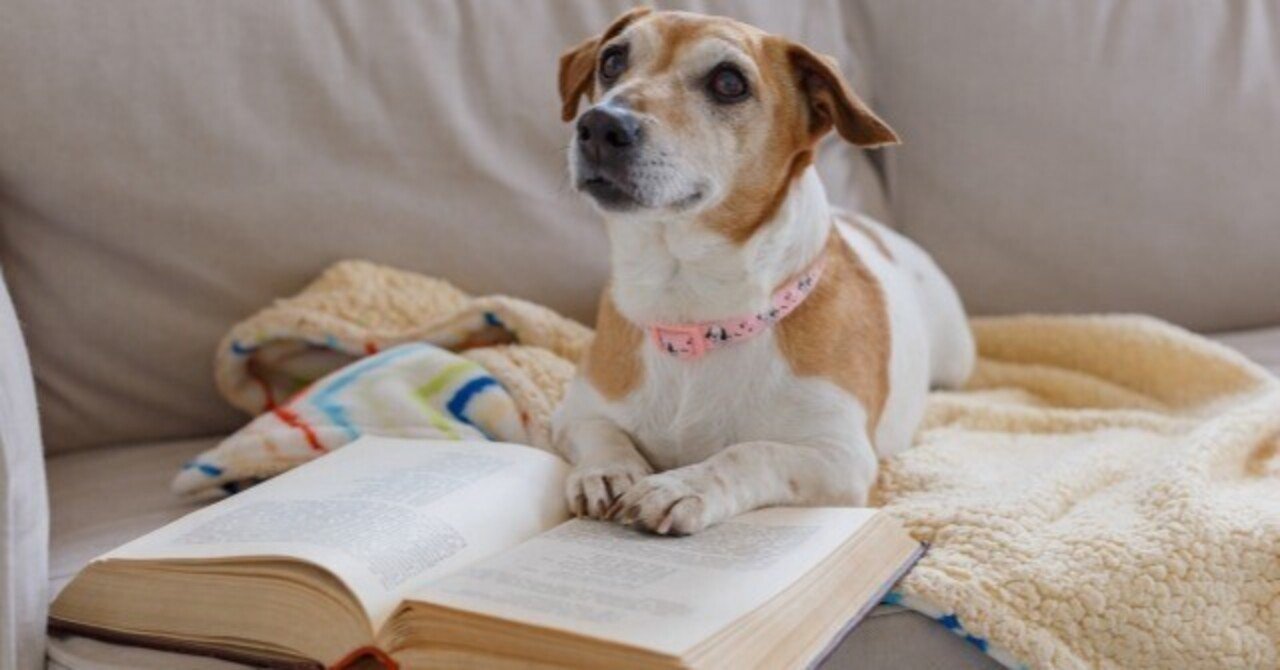ソファで過ごす犬のイメージ。暮らしの布には少しずつ汚れが付きます。